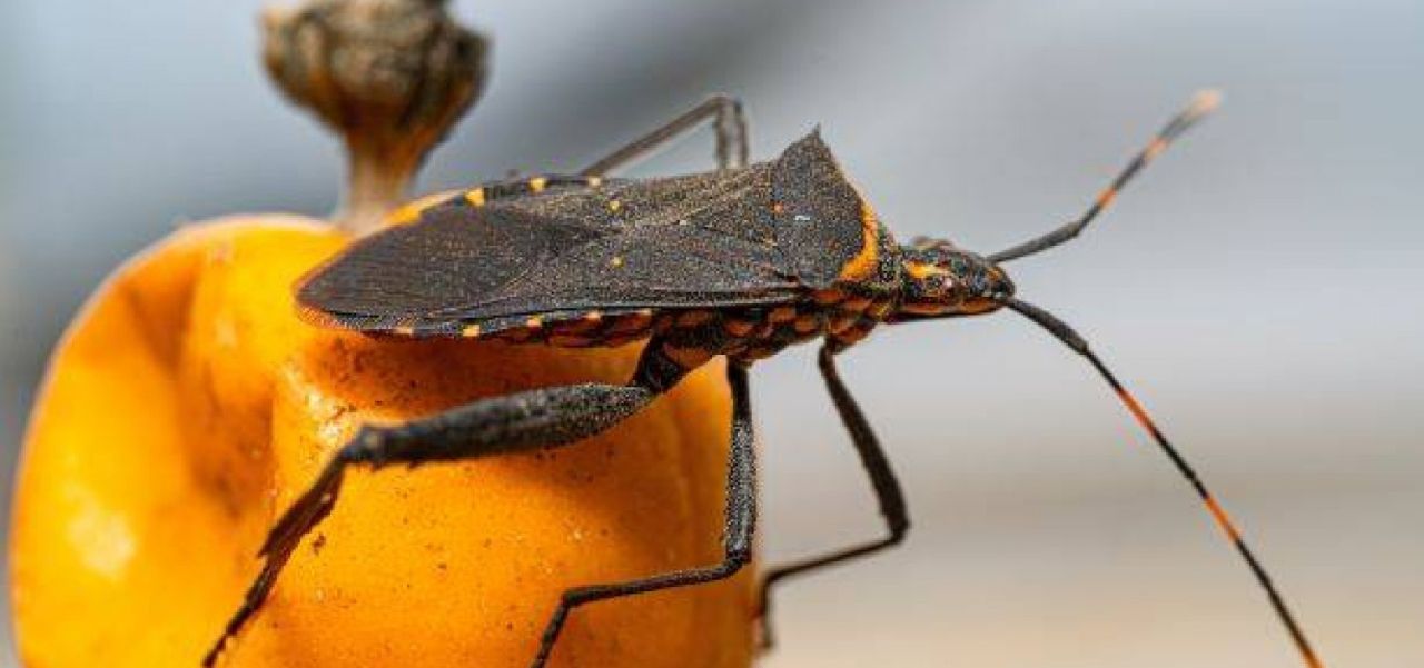 Lee más sobre el artículo Romper el silencio que rodea a la enfermedad de Chagas en Argentina