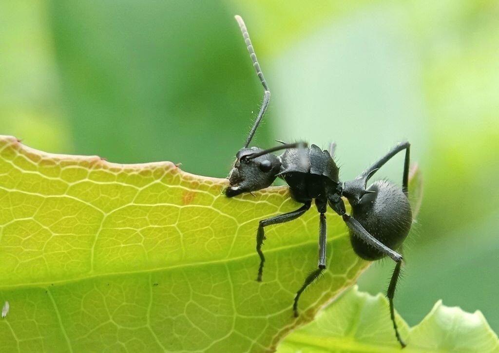 Lee más sobre el artículo La salud de las plantas: entre plagas y biopreparados