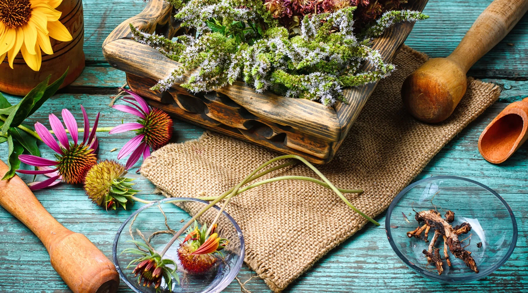 Lee más sobre el artículo Santo Remedio: la guía de plantas medicinales con rigor científico desde la UNR