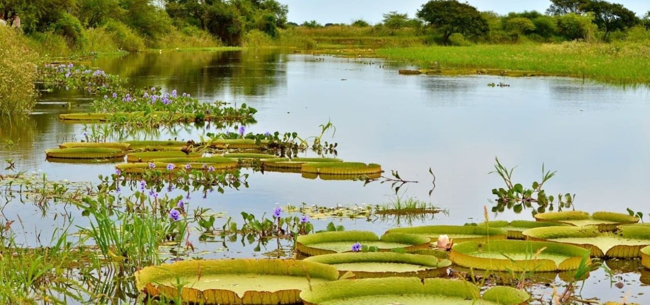 Lee más sobre el artículo Humedales: por qué defender el Delta del Paraná