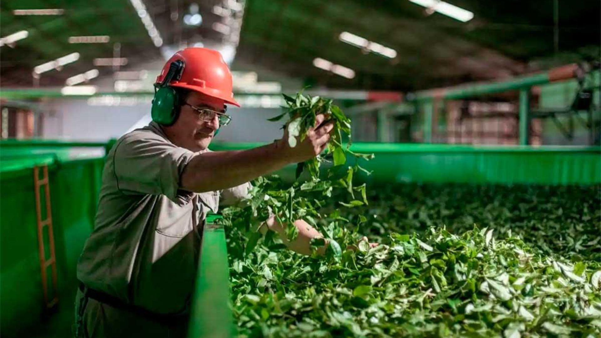 Lee más sobre el artículo Crisis en la industria yerbatera: productores perciben pagos por debajo de sus costos de producción