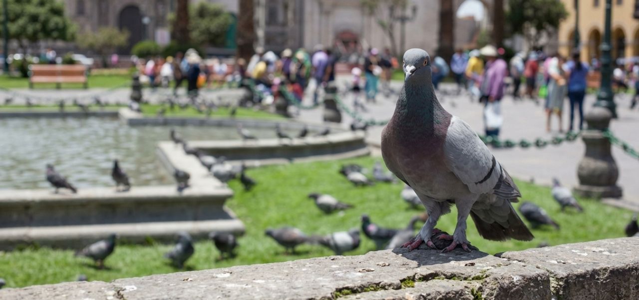 Lee más sobre el artículo El ambiente también se disputa en las ciudades: 50.000 palomas en 5 manzanas