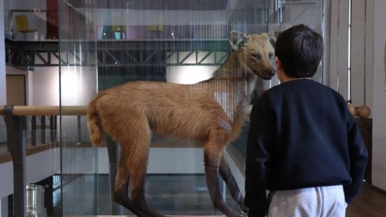 Lee más sobre el artículo Fósiles, animales y muestras permanentes en el Museo Gallardo que reabrió en Rosario